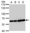 Archain 1 antibody, GTX630561, GeneTex, Western Blot image 