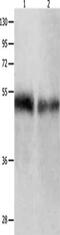 BPI Fold Containing Family B Member 1 antibody, CSB-PA949748, Cusabio, Western Blot image 