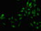 Junction Mediating And Regulatory Protein, P53 Cofactor antibody, LS-C674626, Lifespan Biosciences, Immunofluorescence image 