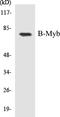 MYB Proto-Oncogene Like 2 antibody, EKC1064, Boster Biological Technology, Western Blot image 