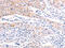 RAS Like Proto-Oncogene A antibody, CSB-PA230308, Cusabio, Immunohistochemistry frozen image 