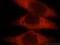 Lactate Dehydrogenase A Like 6A antibody, 16221-1-AP, Proteintech Group, Immunofluorescence image 