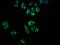 Probable G-protein coupled receptor 32 antibody, orb416297, Biorbyt, Immunocytochemistry image 