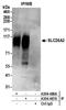 Sulfate transporter antibody, A304-467A, Bethyl Labs, Immunoprecipitation image 