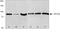 Frizzled-2 antibody, 38-4700, Invitrogen Antibodies, Western Blot image 