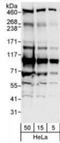Probable E3 ubiquitin-protein ligase MYCBP2 antibody, NB100-97841, Novus Biologicals, Western Blot image 