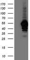 N-acyl-phosphatidylethanolamine-hydrolyzing phospholipase D antibody, TA503861, Origene, Western Blot image 