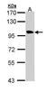 Transmembrane Protein 67 antibody, TA308551, Origene, Western Blot image 