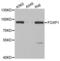 Forkhead Box P1 antibody, LS-C333955, Lifespan Biosciences, Western Blot image 
