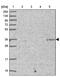 NK2 Homeobox 3 antibody, PA5-61547, Invitrogen Antibodies, Western Blot image 
