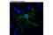 A2B5 antibody, 8763, Cell Signaling Technology, Immunofluorescence image 