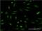 Dual Specificity Phosphatase 1 antibody, H00001843-M05, Novus Biologicals, Immunofluorescence image 