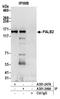 Partner And Localizer Of BRCA2 antibody, A301-246A, Bethyl Labs, Immunoprecipitation image 