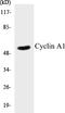Cyclin A1 antibody, EKC1151, Boster Biological Technology, Western Blot image 