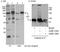 Sp1 Transcription Factor antibody, A300-133A, Bethyl Labs, Western Blot image 