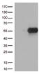 Hepatitis A Virus Cellular Receptor 2 antibody, TA812561, Origene, Western Blot image 