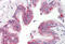 Musashi RNA Binding Protein 1 antibody, MBS243096, MyBioSource, Immunohistochemistry frozen image 