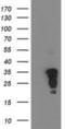 Jun Proto-Oncogene, AP-1 Transcription Factor Subunit antibody, NBP2-02258, Novus Biologicals, Western Blot image 