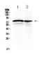Dishevelled Segment Polarity Protein 1 antibody, A03533-1, Boster Biological Technology, Western Blot image 