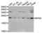 Ribosomal Protein S9 antibody, A3242, ABclonal Technology, Western Blot image 