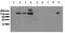 Cadherin 2 antibody, AM00013PU-N, Origene, Western Blot image 