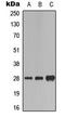 Fas Associated Via Death Domain antibody, LS-C368591, Lifespan Biosciences, Western Blot image 