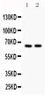 Cell Division Cycle 25B antibody, PA5-79016, Invitrogen Antibodies, Western Blot image 