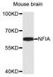 Nuclear Factor I A antibody, MBS128690, MyBioSource, Western Blot image 
