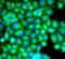 Fatty Acid Binding Protein 3 antibody, FNab02930, FineTest, Immunofluorescence image 