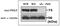 Protein Disulfide Isomerase Like, Testis Expressed antibody, GTX00747, GeneTex, Western Blot image 