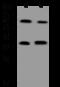 Oxoglutarate Receptor 1 antibody, 207582-T32, Sino Biological, Western Blot image 