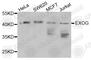 Nuclease EXOG, mitochondrial antibody, A3364, ABclonal Technology, Western Blot image 