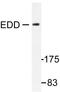 UBR5 antibody, AP06447PU-N, Origene, Western Blot image 