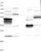 Crystallin Lambda 1 antibody, NBP1-93718, Novus Biologicals, Western Blot image 