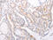 Sphingosine 1-phosphate receptor 3 antibody, CSB-PA682555, Cusabio, Immunohistochemistry paraffin image 