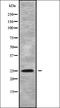 Phosphatidylinositol Glycan Anchor Biosynthesis Class F antibody, orb338544, Biorbyt, Western Blot image 