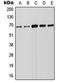 Forkhead box protein N1 antibody, orb214787, Biorbyt, Western Blot image 