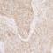 40S ribosomal protein S3a antibody, A305-003A, Bethyl Labs, Immunohistochemistry paraffin image 