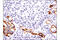 Thy-1 Cell Surface Antigen antibody, 13801S, Cell Signaling Technology, Immunohistochemistry paraffin image 
