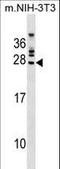 FGFR1 Oncogene Partner 2 antibody, LS-C159652, Lifespan Biosciences, Western Blot image 