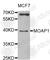 Modulator of apoptosis 1 antibody, A5759, ABclonal Technology, Western Blot image 