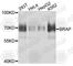 BRCA1 Associated Protein antibody, A9912, ABclonal Technology, Western Blot image 