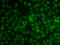 Krueppel-like factor 3 antibody, LS-C346273, Lifespan Biosciences, Immunofluorescence image 