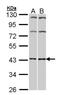 G Protein-Coupled Receptor 4 antibody, orb73955, Biorbyt, Western Blot image 