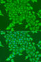 CD317 antibody, 18-381, ProSci, Immunofluorescence image 
