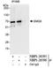 SMG9 Nonsense Mediated MRNA Decay Factor antibody, NBP1-26595, Novus Biologicals, Immunoprecipitation image 