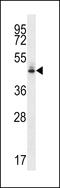 Milk Fat Globule-EGF Factor 8 Protein antibody, 56-718, ProSci, Western Blot image 