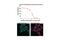 EGFR antibody, 54359S, Cell Signaling Technology, Immunocytochemistry image 