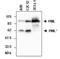 Promyelocytic leukemia protein antibody, ALX-804-816-C100, Enzo Life Sciences, Western Blot image 