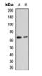 p65 antibody, orb393149, Biorbyt, Western Blot image 